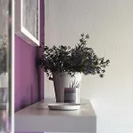 Lavanda * Pakoštane